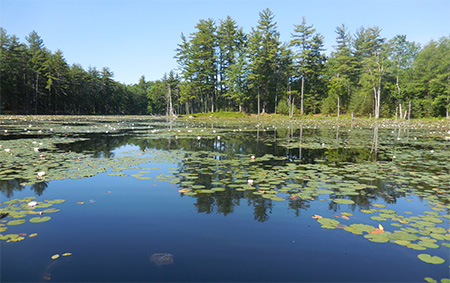 Candia Conservation Commission calendar: July photo. Pond by Judi Lindsey