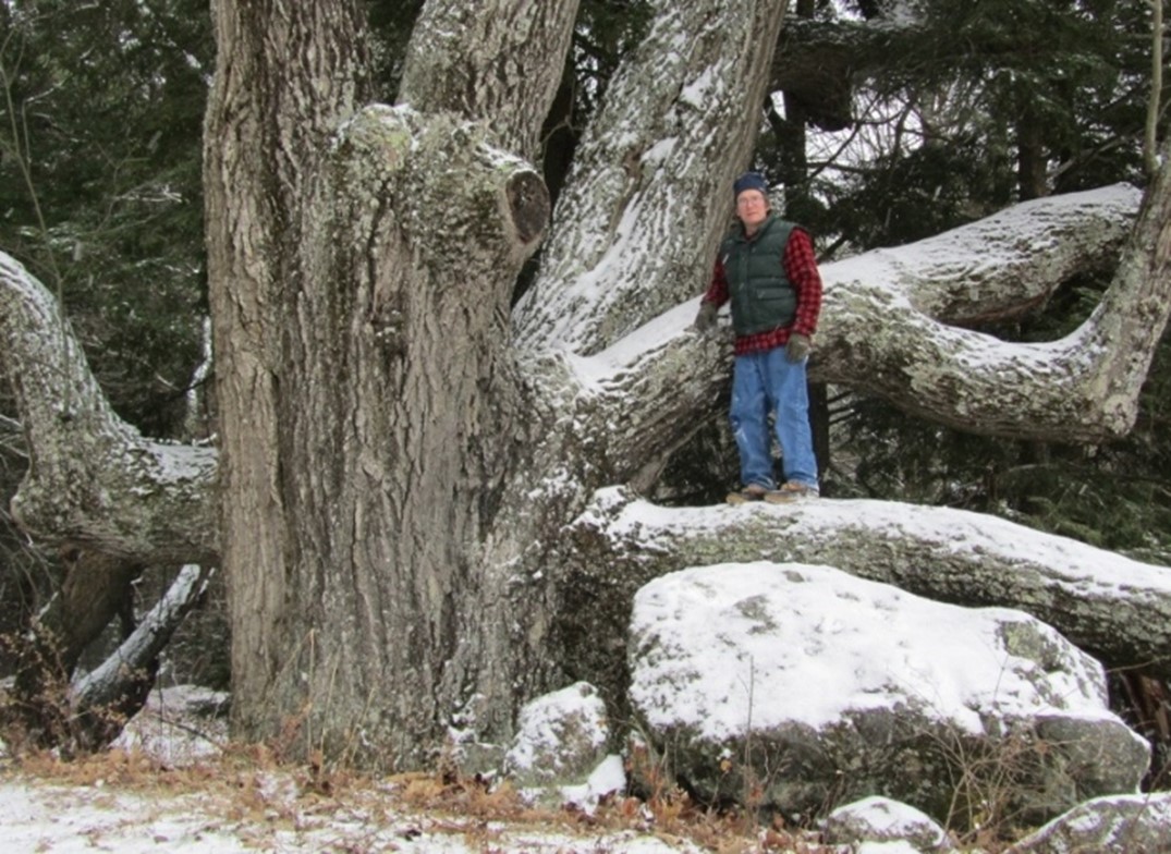 Big Trees of Northern New England -  Red oak near the Connecticut River