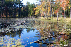 North Pond